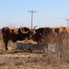 Palo Duro Canyon Park - Longhorns