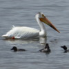 White Pelicans at Victoria Beach, Manitoba