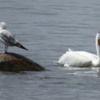 White Pelicans at Victoria Beach, Manitoba