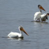 White Pelicans at Victoria Beach, Manitoba