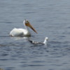 White Pelicans at Victoria Beach, Manitoba