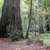 Founder's Grove of Redwoods, California