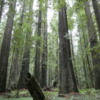 Founder's Grove of Redwoods, California