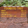 Founder's Grove of Redwoods, California