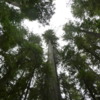 Founder's Grove of Redwoods, California