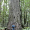 Founder's Grove of Redwoods, California