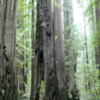 Founder's Grove of Redwoods, California