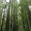 Founder's Grove of Redwoods, California