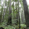 Founder's Grove of Redwoods, California