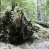 Founder's Grove of Redwoods, California