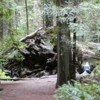 Founder's Grove of Redwoods, California