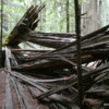 Founder's Grove of Redwoods, California