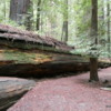 Founder's Grove of Redwoods, California