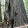 Founder's Grove of Redwoods, California