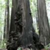 Founder's Grove of Redwoods, California