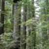 Founder's Grove of Redwoods, California