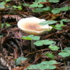 Founder's Grove of Redwoods, California