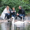 Families Feeding Swans, St. Stephen's Green, Dublin, Ireland