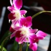 Orchids