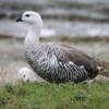 Upland Goose, (Male) Tierra Del Fuego National Park, Argentina