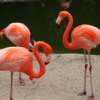 Flamingos, San Diego Zoo