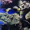 Tropical Reef display, Monterey Bay Aquarium