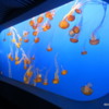 Sea Nettles.  Jellyfish exhibit,  Monterey Bay Aquarium