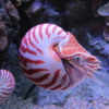 Chambered Nautilus, Monterey Bay Aquarium