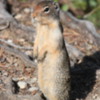 Ground Squirrel, Yoho National Park, B.C.