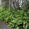 Ferns, Volcanoes National Park, Big Island of Hawaii