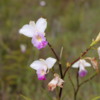 Wild orchids, Volcanoes National Park, Big Island of Hawaii