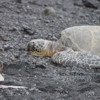 Hawaiian green sea turtles, Punalu'u Black Sand Beach