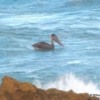 Brown Pelican "surfing" at Condado Beach