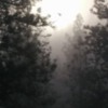 Fog in a pine forest 4