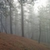 Fog in a pine forest 3