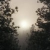 Fog in a pine forest 1