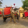 Take an elephant ride to the Amber Fort, Jaipur