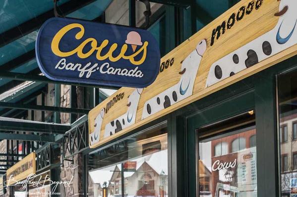 cows-banff-canada-ice-cream-shop