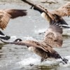 Canada Geese, River Aln, Alnmouth, Northumberland