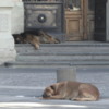 Let Sleeping Dogs Lie