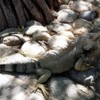 Iguana, well-disguised