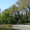 Early spring in Prospect Park