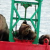 Steller Sea Lions, Juneau, Alaska