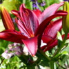 Asiatic Hybrid Lily, Vancouver