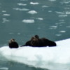 Sea Otters, Glacier Bay, Alaska