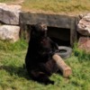 Black Bear, Bioparc de la Gaspésie, Bonaventure, Quebec