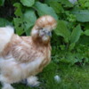 Do the funky chicken!