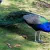 Peacock at a Picnic