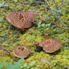 Denali National Park was home to a profusion of mushrooms