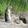 Columbia ground squirrel and her kit, Banff National Park